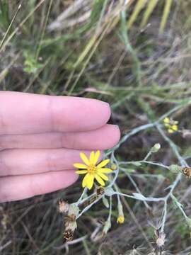 Image de Pityopsis graminifolia var. tenuifolia (Torr.) J. C. Semple & F. D. Bowers