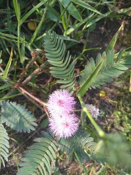 Imagem de Mimosa nigra Huber