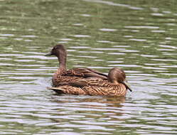 Image of Meller's Duck