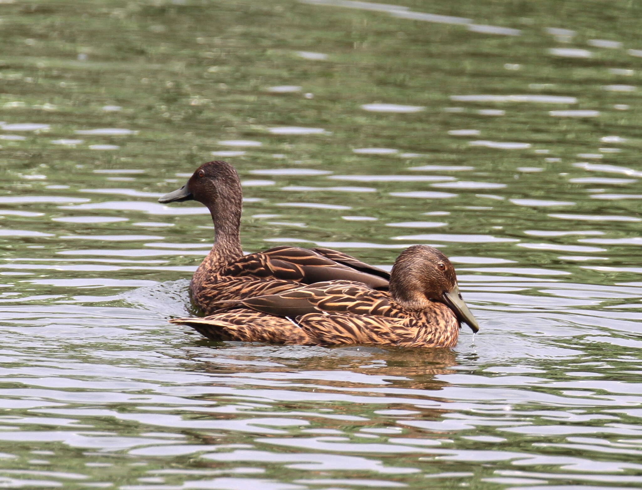 Image of Meller's Duck