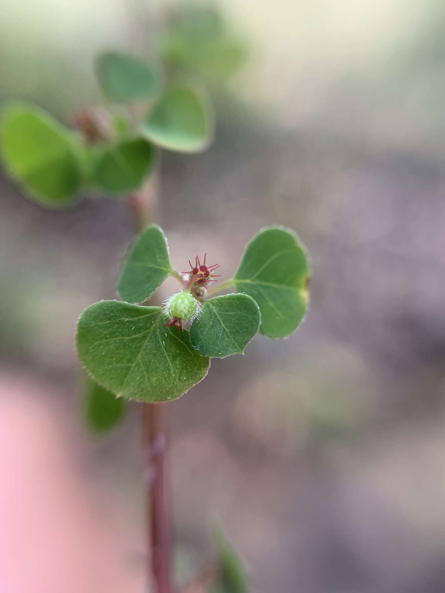 Image of Euphorbia fimbrilligera Mart.