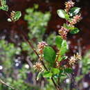 Image of Salix dshugdshurica A. Skvortr.