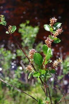 Image of Salix dshugdshurica A. Skvortr.