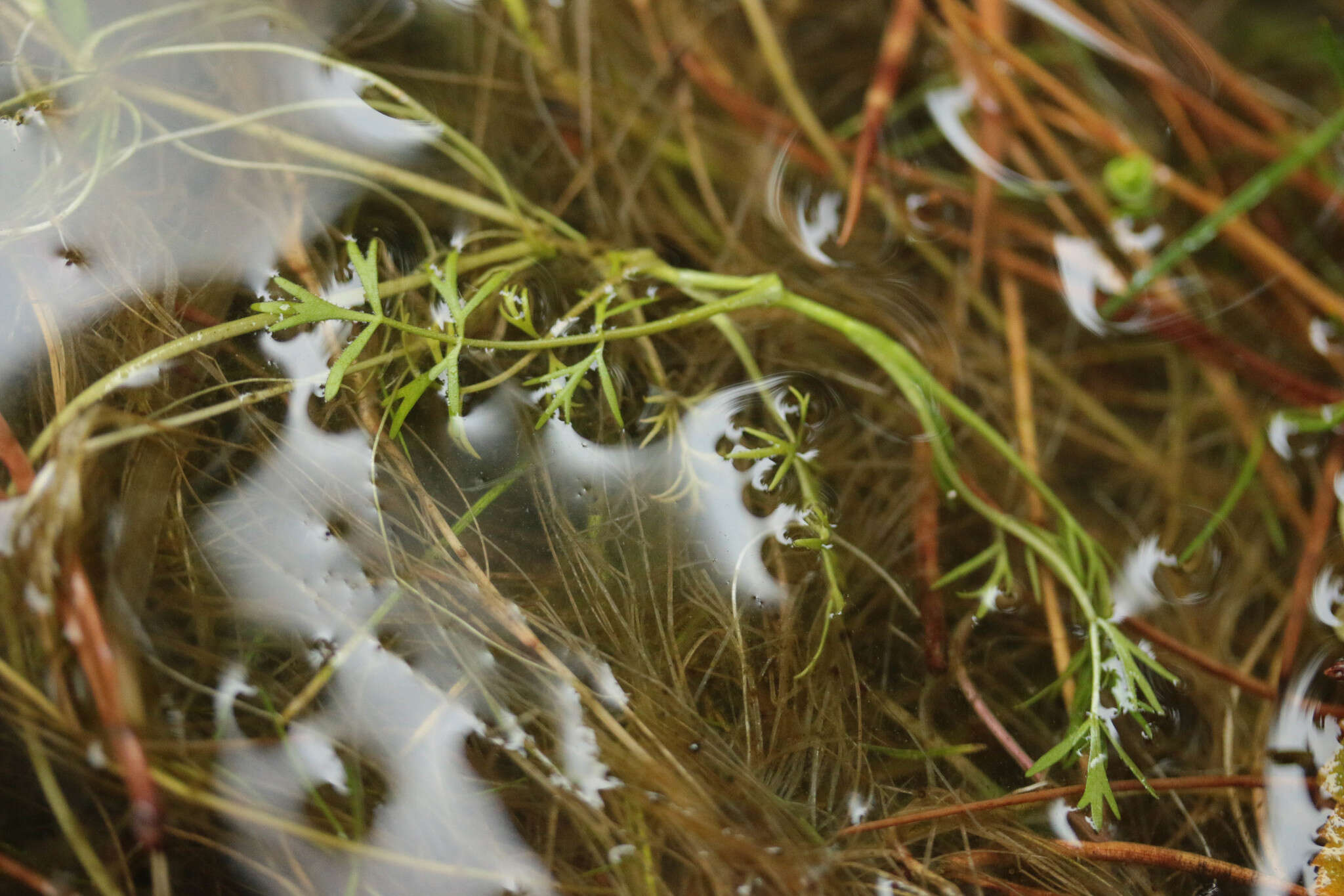 Imagem de Helosciadium inundatum (L.) Koch