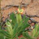 Imagem de Ferraria brevifolia G. J. Lewis