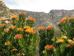 Image of Leucospermum erubescens Rourke