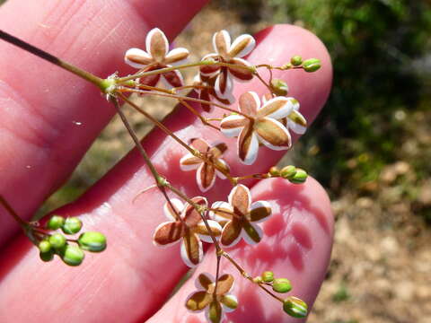 Image of Pharnaceum aurantium (DC.) Druce