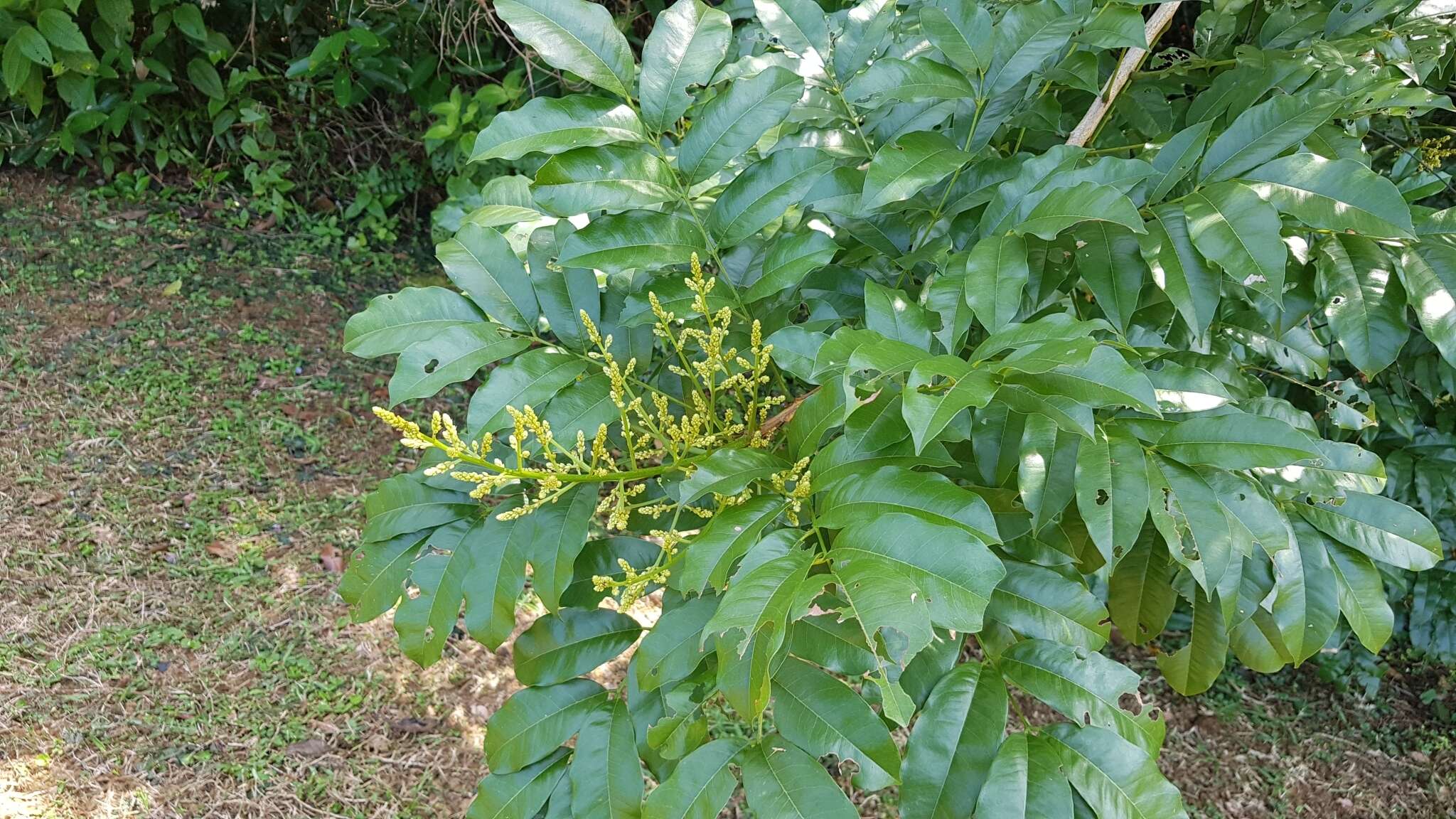 Image of cabbagebark tree