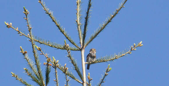 Image of Mountain Pygmy Owl