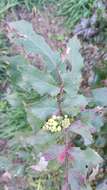 Image of Mahonia