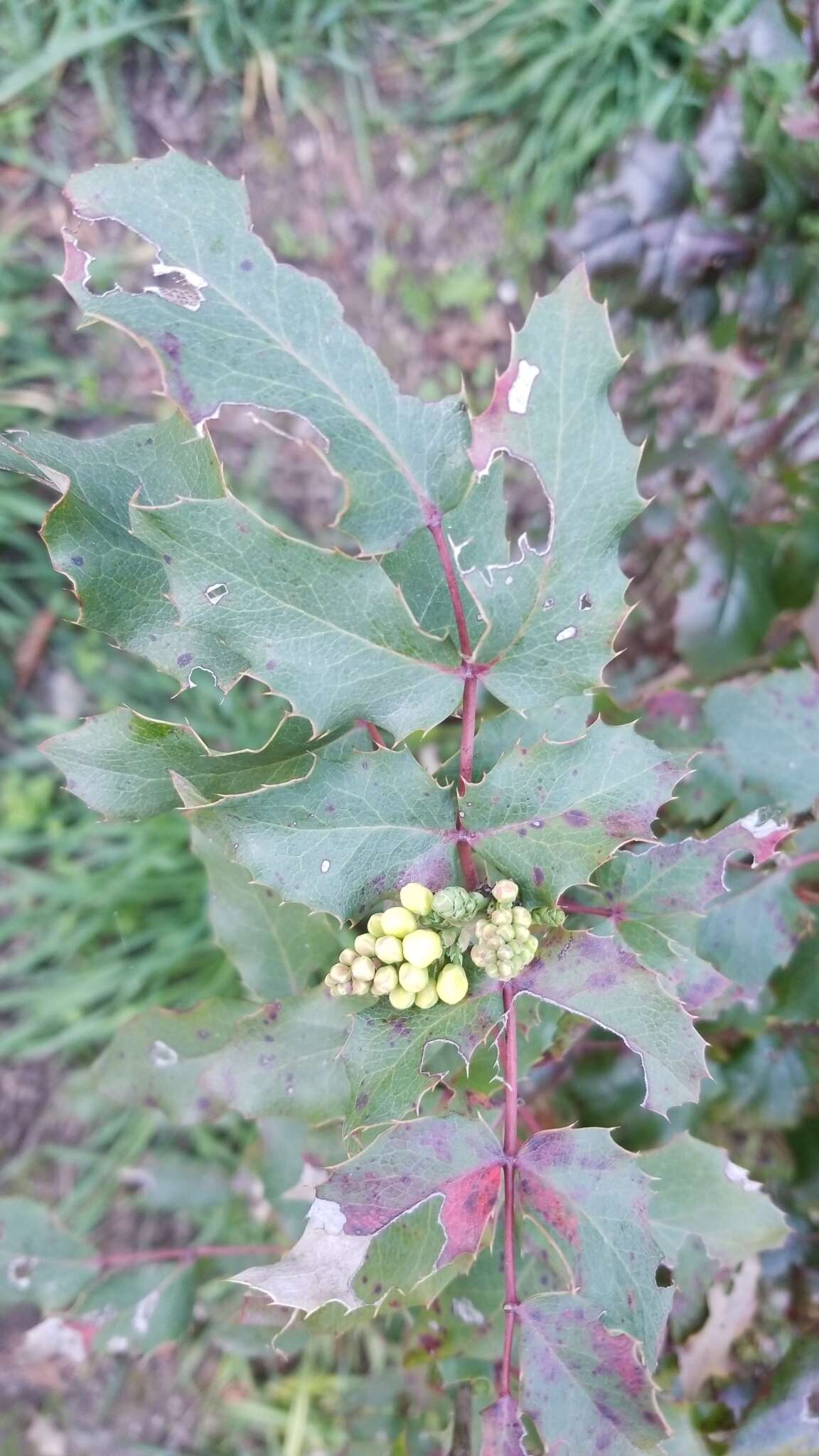 Image of Mahonia