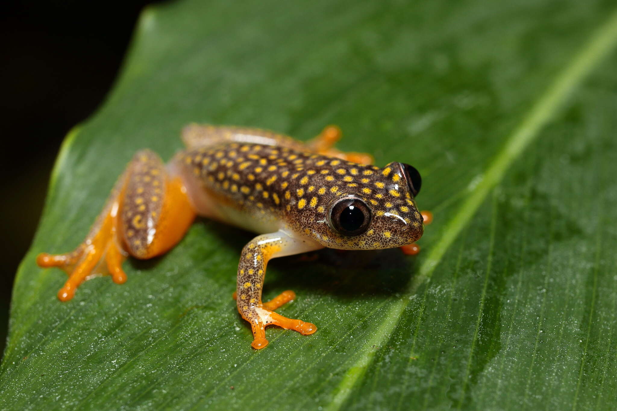 Imagem de Heterixalus alboguttatus (Boulenger 1882)