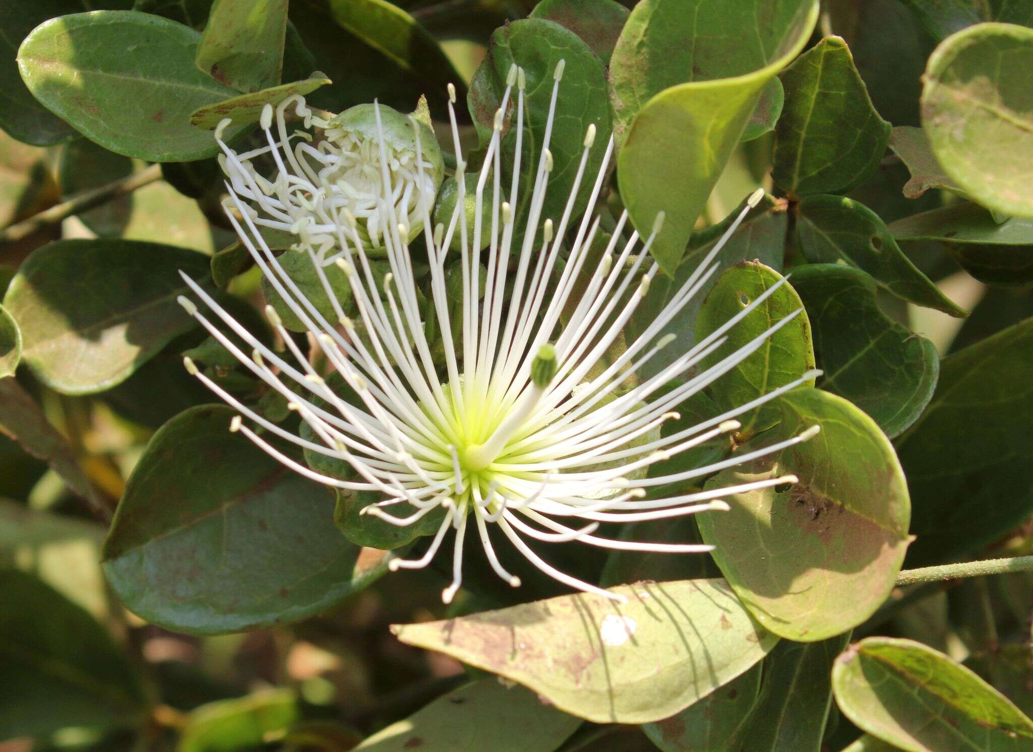 Image of Cucumber-bush