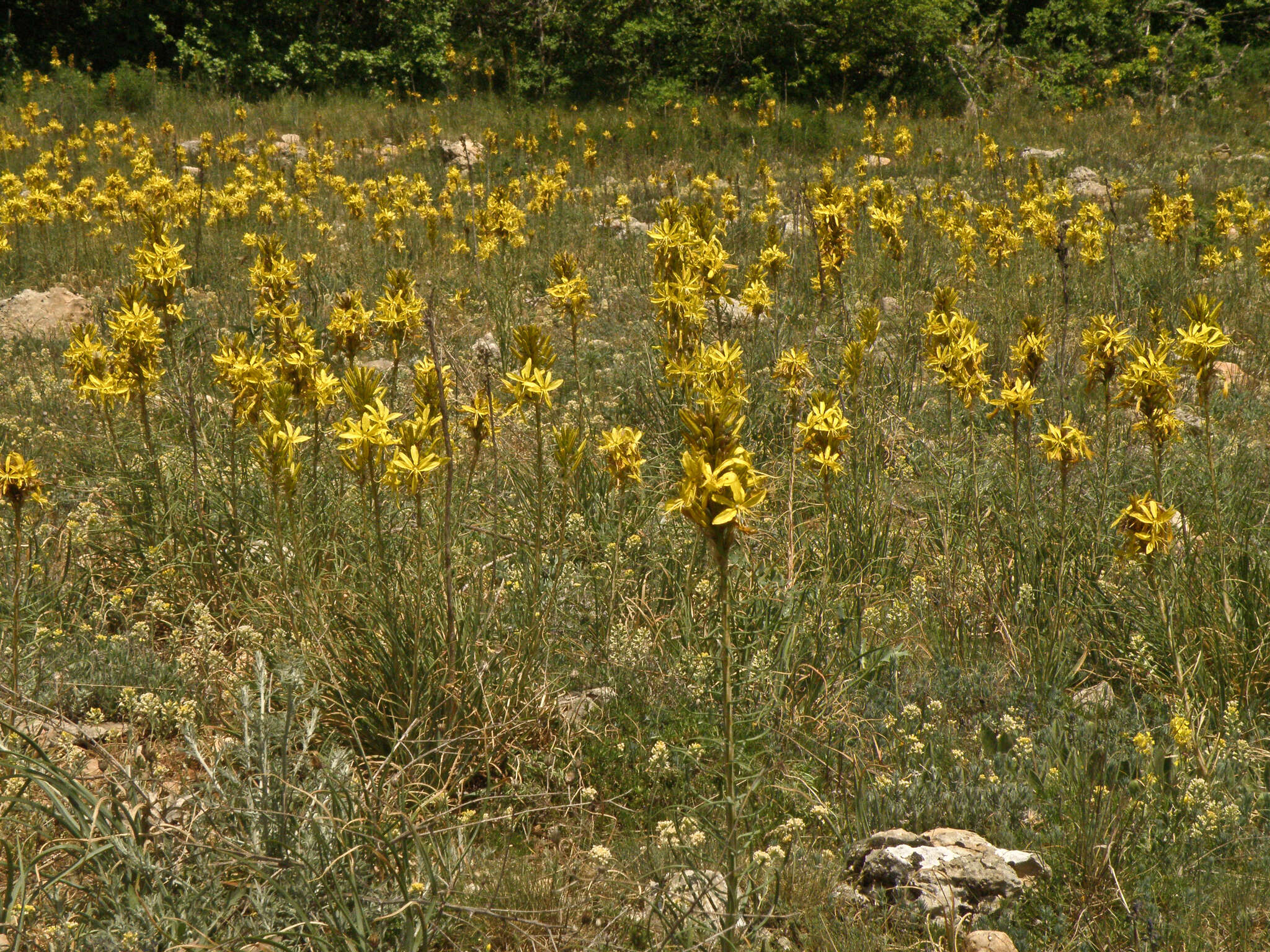 Image of yellow asphodel