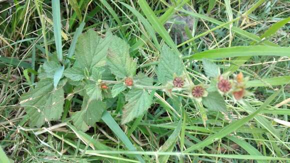 Image of shrubby false mallow