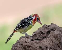 Image of Red-and-yellow Barbet