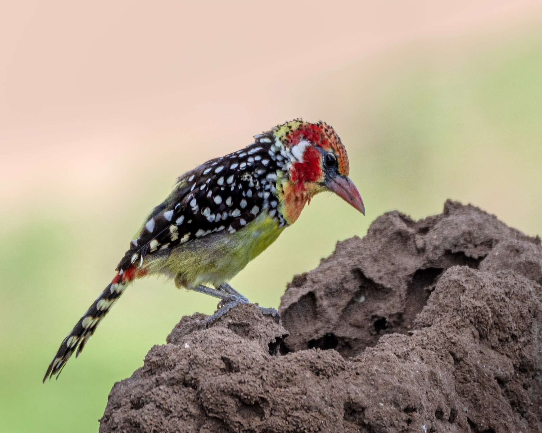 Image of Red-and-yellow Barbet