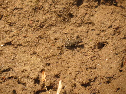 Image of Twelve-spotted Tiger Beetle