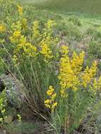 Image of Yellow Spring bedstraw