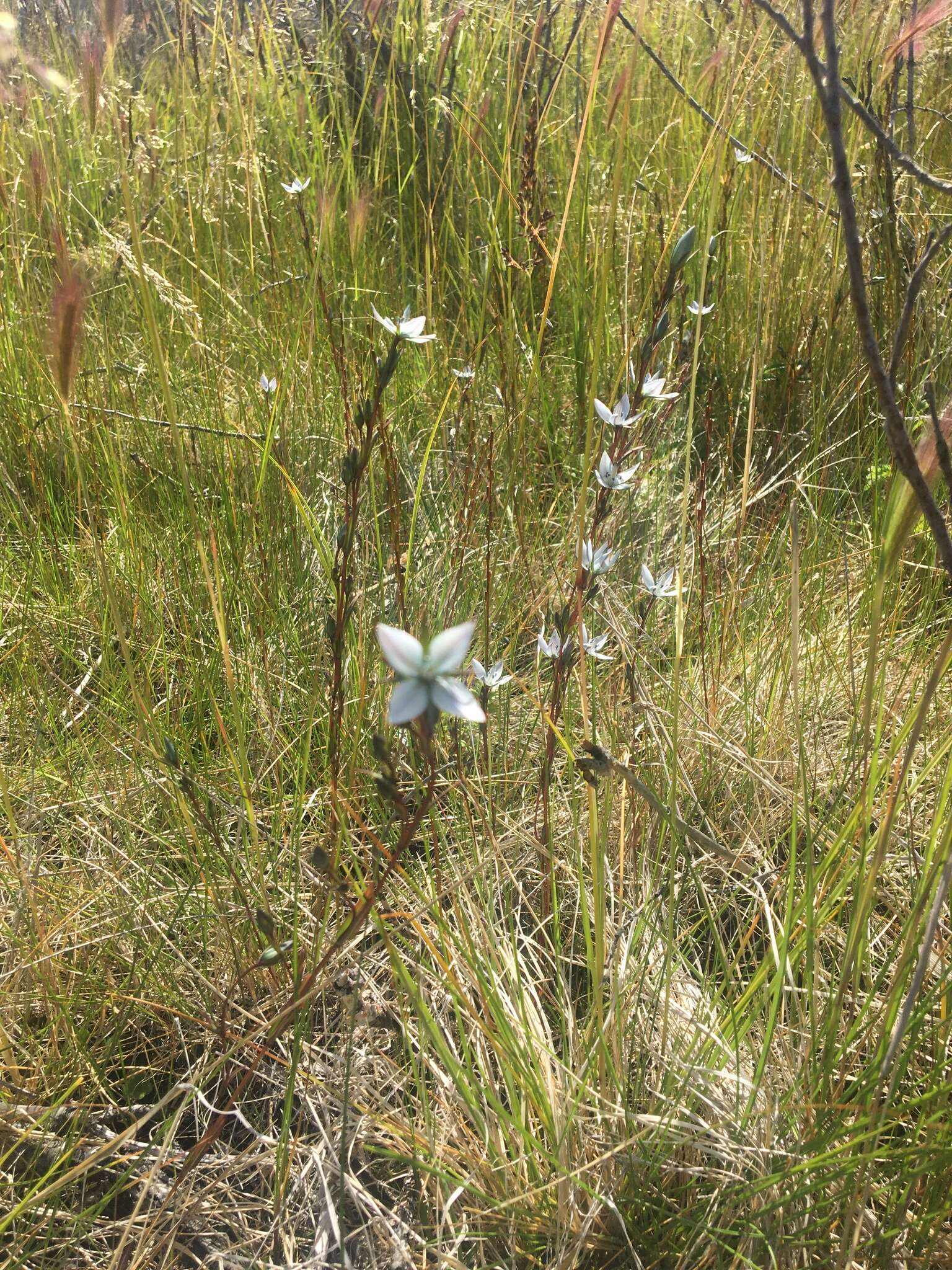 Image of Lomatogonium rotatum (L.) Fr. ex Fernald