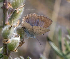 Image of Icaricia icarioides icarioides