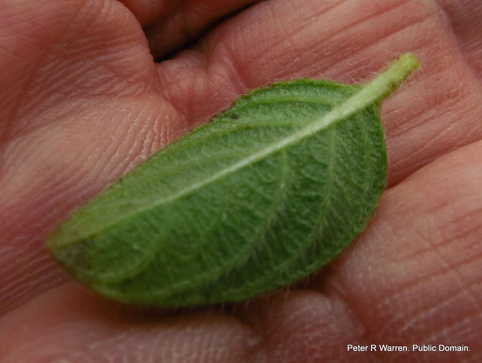 Imagem de Barleria obtusa Nees