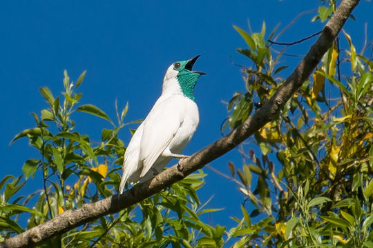 Image of bare-throated bellbird