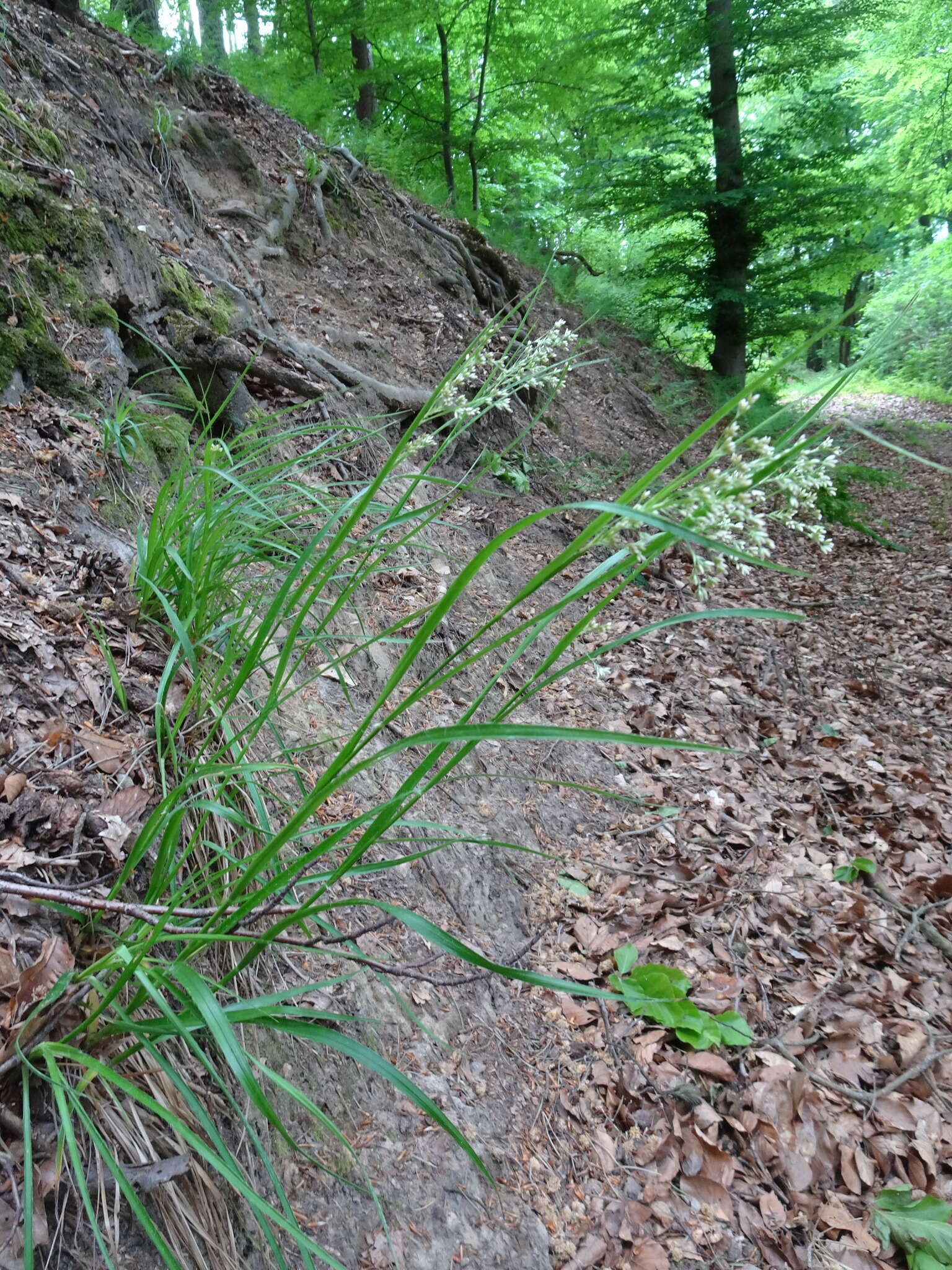 Image of oakforest woodrush