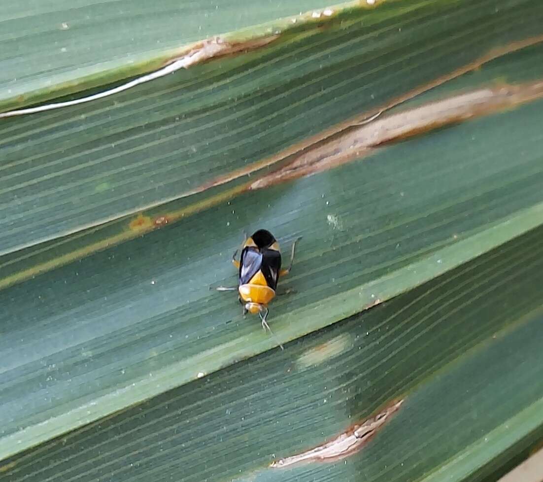 Image of Neocapsus cuneatus Distant 1893