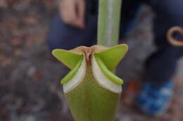 Image of Nepenthes albomarginata T. Lobb ex Lindl.