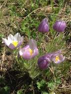 Image of Pulsatilla patens subsp. nuttalliana (DC.) Grey-Wilson