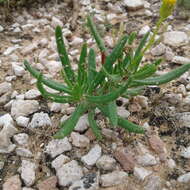 Senecio spanomerus I. Thomps. resmi