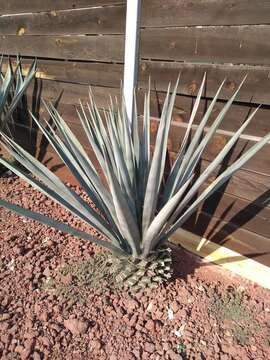 Image of tequila agave