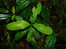 Image of Vochysia allenii Standl. & L. O. Williams