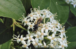 Image of Andrena integra Smith 1853