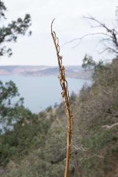 Image of Eremurus spectabilis M. Bieb.