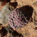 Image of Conophytum minutum var. minutum