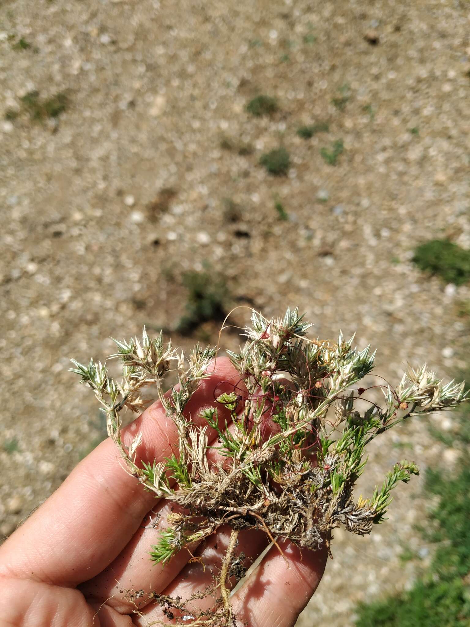 Image of Minuartia glomerata (M. Bieb.) Degen