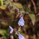 Image of Salvia pseudomisella Moran & G. A. Levin