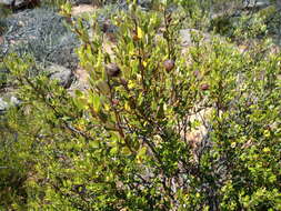 Image of <i>Phylica oleifolia</i>