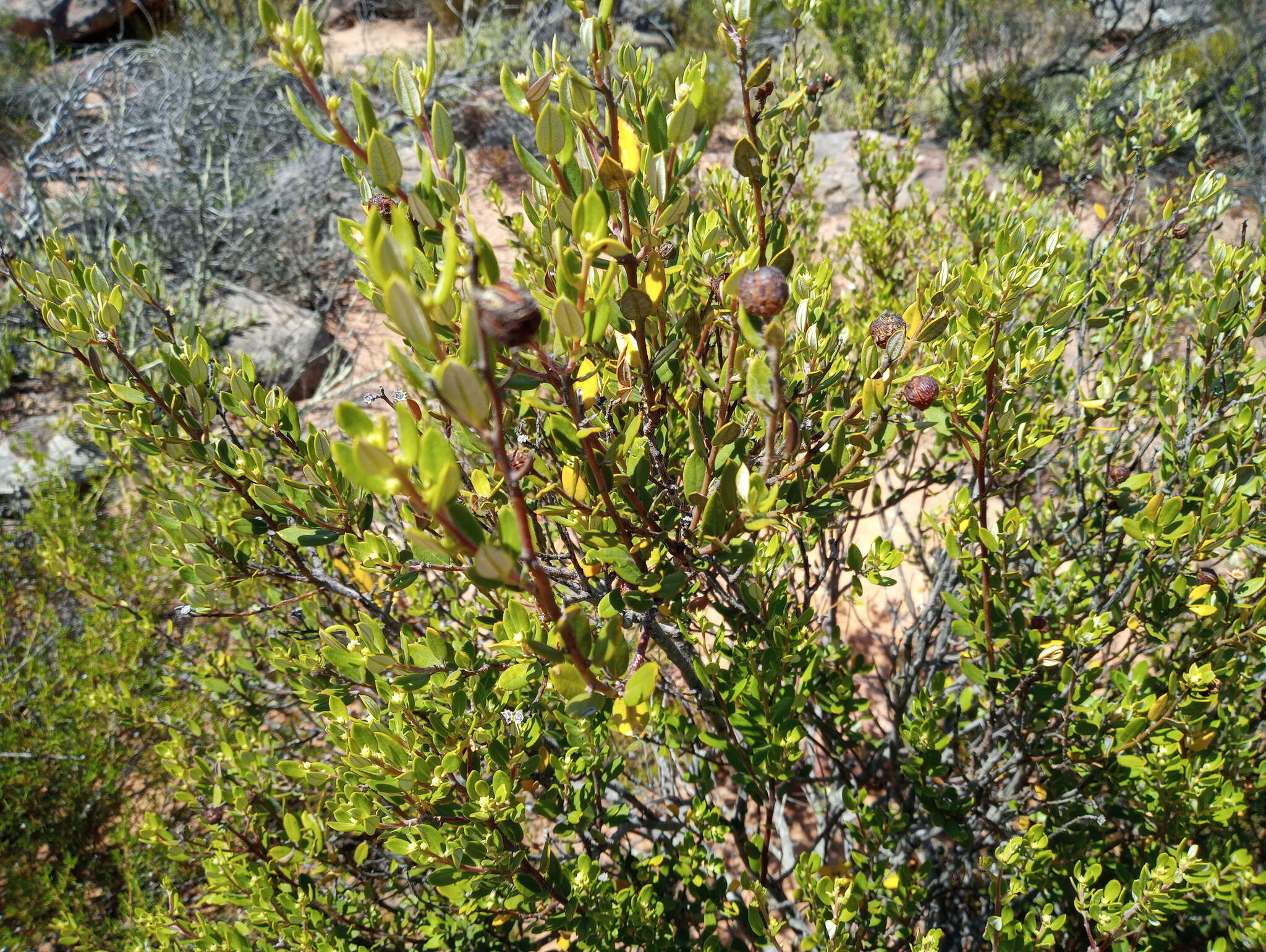 Image of <i>Phylica oleifolia</i>