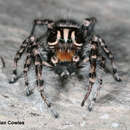 Image of Phidippus tigris Edwards 2004