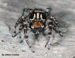 صورة Phidippus tigris Edwards 2004