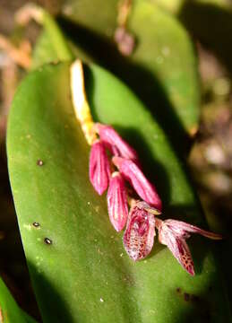 Image of hairy bonnet orchid