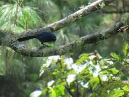 Image of Black-throated Jay