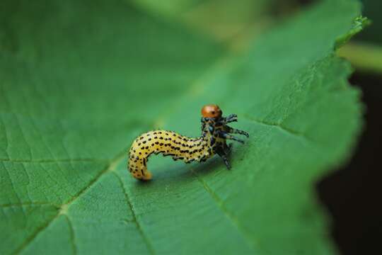 Image of Birch Sawfly