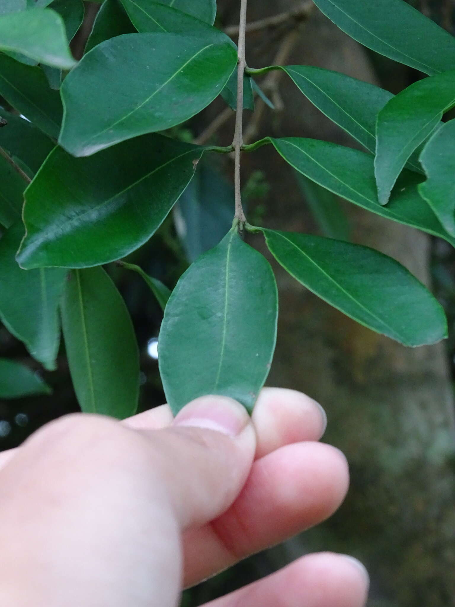 Sivun Syzygium levinei (Merr.) Merr. & L. M. Perry kuva