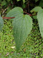 Image of Aster formosanus Hayata