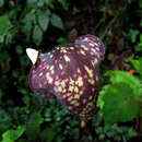 Image of Amorphophallus beccarii Engl.