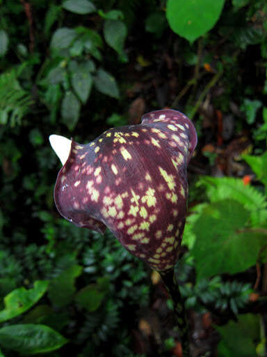 Image of Amorphophallus beccarii Engl.